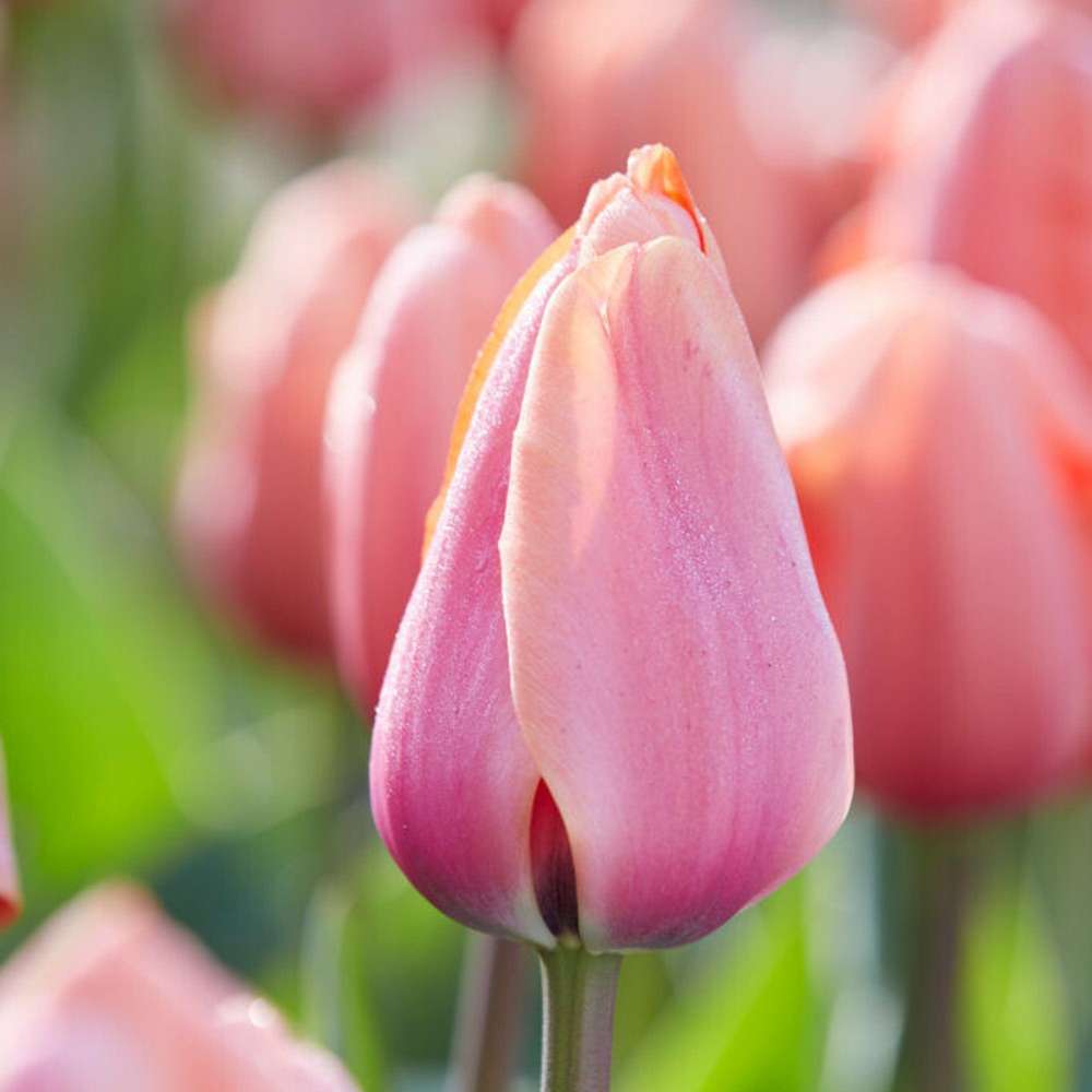 Tulipan-bedet på 6 m² – bedpakke